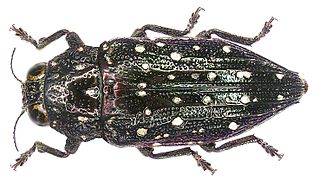 <i>Dicercomorpha</i> Genus of beetles