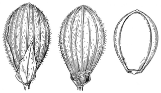 <i>Dichanthelium xanthophysum</i> Species of flowering plant