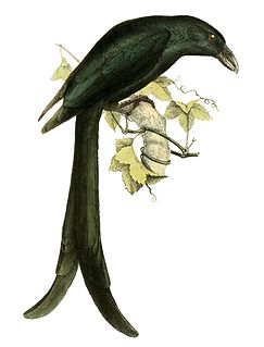 <span class="mw-page-title-main">Mayotte drongo</span> Species of bird