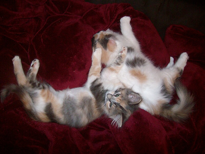 File:Dilute Calico & Dilute Tortie Kittens.jpg