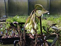 Disporum megalanthum