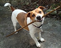A Jack Russell Terrier brings a stick
