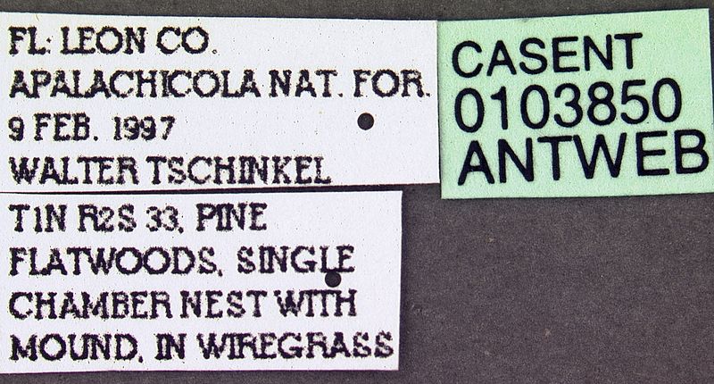 File:Dolichoderus mariae casent0103850 label 1.jpg