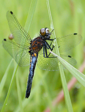 Leucorrhinia