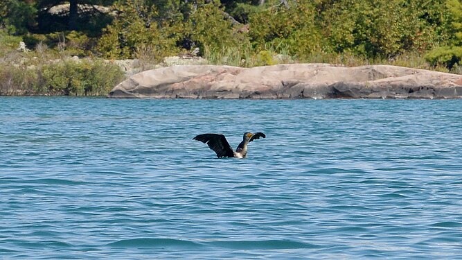 Double-crested Cormorant (Phalacrocorax auritus)