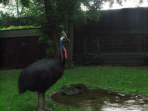 Double-wattled Cassowary in Berlin.jpg