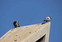 Doves resting on a monument at Randburg Library in South Africa Doves on a monument.jpg