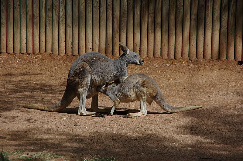 File:Dresden zoo, Germany (14133374042).jpg