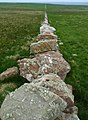 Dry stone wall, Gump of Spurness, Sanday, Orkney - geograph.org.uk - 3524443.jpg