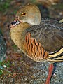 Dendrocygna eytoni (Plumed whistling duck). Crandon Gardens, Key Biscayne, FL