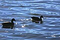 Ducks on water.jpg