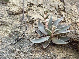 Dudleya lanceolata