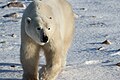 Earring the polar bear (6377663327).jpg