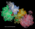Ecoli 70S ribosome pair w/ tRNA, mRNA