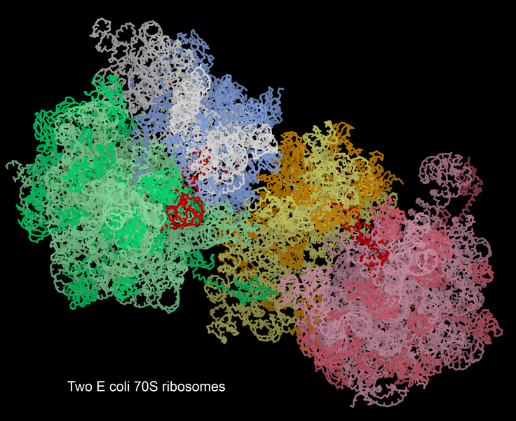 File:Ecoli 70S ribosome pair with tRNA mRNA.png
