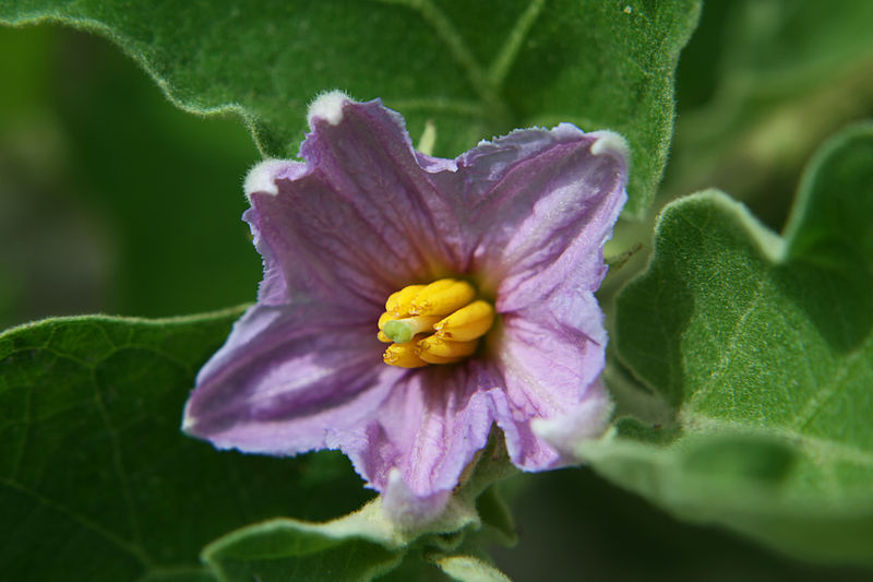 File:EggplantFlower.jpg