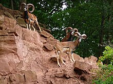 Mouflon rams in the Eifel Park, Gondorf Eifelpark Gondorf Mufflons.JPG