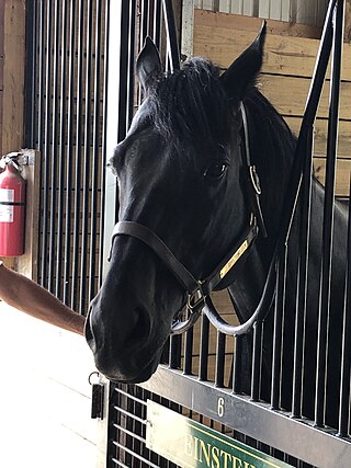 <span class="mw-page-title-main">Einstein (horse)</span> Brazilian-bred Thoroughbred racehorse