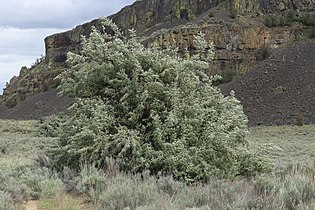 Elaeagnus angustifolia