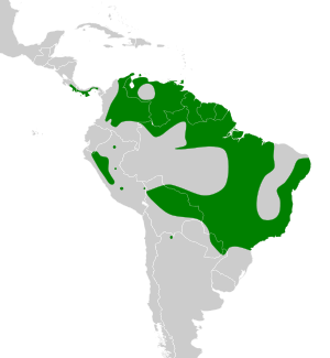 Elaenia chiriquensis map.svg
