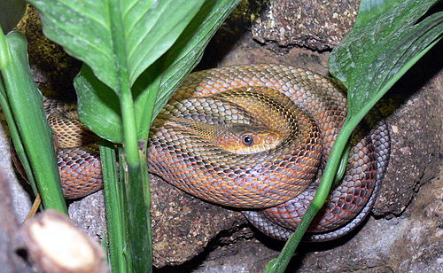 Крысиных змей. Полоз Меллендорфа. Pantherophis bairdi. Крысиный полоз. Индийская Крысиная змея.