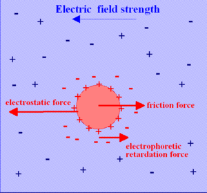 Electrophoresis - 2.png