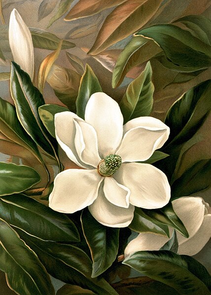 File:Ellen Thayer Fisher 1861–1897 Magnolia grandiflora.jpg