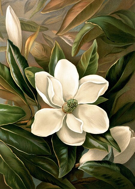 Ellen Thayer Fisher 1861–1897 Magnolia grandiflora.jpg