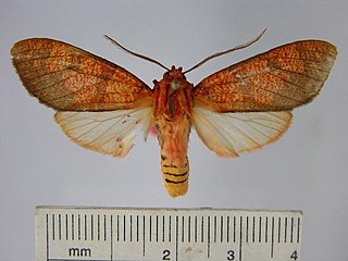 <i>Elysius conjunctus</i> Species of moth
