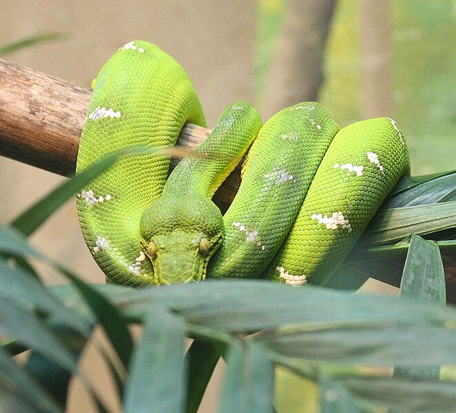 File:Emerald Tree boa (52314625632).jpg