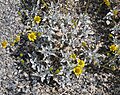 Encelia farinosa flowers & leaves