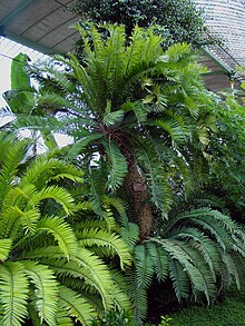 Lednice Greenhouse'daki Encephalartos Altensteinii.jpg