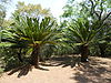Encephalartos transvenosus, a, Pretoria NBT.jpg