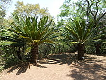 Mimea aina ya Encephalartos transvenosus inayopatikana katika Hifadhi ya Modjadji