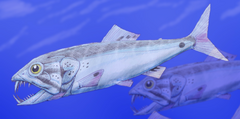 Restoration of the Early Cretaceous-Eocene bony fish Enchodus, or the "saber-toothed herring" Enchodus petrosus cropped.png