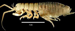 <span class="mw-page-title-main">Phreatoicidae</span> Family of crustaceans