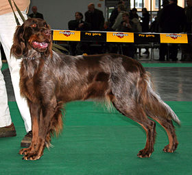 Picardy spaniel Poznań'da bir köpek gösterisinde.