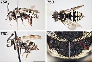 <i>Epeolus olympiellus</i> Species of bee