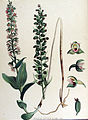 Epipactis helleborine (as syn. Epipactis latifolia) plate 1124 in: Flora Batava (Orchidaceae), vol. 15, (1877)