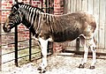 Quagga (extinta)