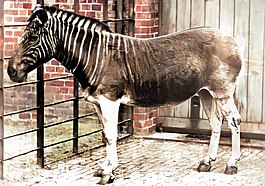 Equus quagga quagga, coloured.jpg
