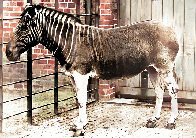 Quagga mare at London Zoo, 1870, the only specimen photographed alive. This animal was historically considered a separate species but is now considere