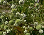 Eryngium paniculatum 2. jpg