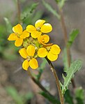 Erysimum helveticum.jpg