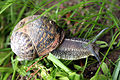 Un escargot dans mon jardin par ce mois de juillet pluvieux