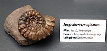 Euagassiceras resupinatum - Натуристорический музей, Брауншвейг, Германия - DSC05137.JPG
