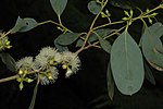 Thumbnail for Eucalyptus camphora