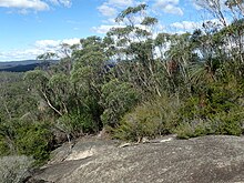 Eucalyptus codonocarpa desire.jpg