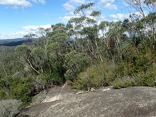 <i>Eucalyptus codonocarpa</i> Species of eucalyptus