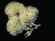 Okaliptüs socialis subsp. eucentrica buds.jpg
